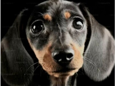 FHA and Emotional Pets